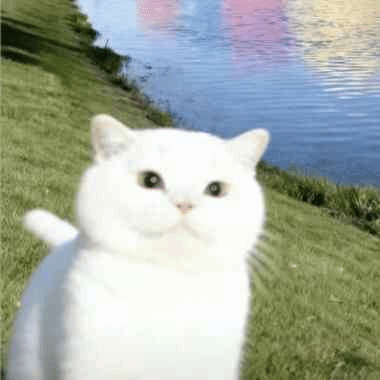 hanshiqi